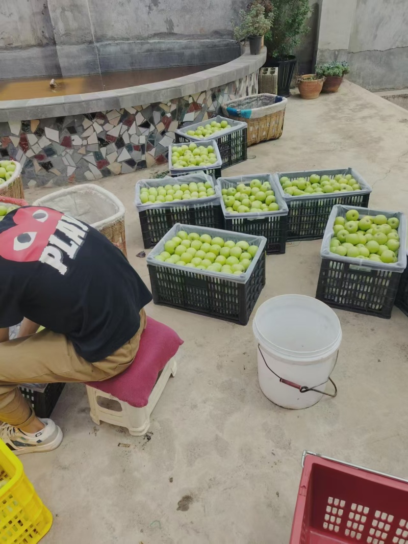 云南青苹果，青香蕉清脆香甜大量上市品质保障