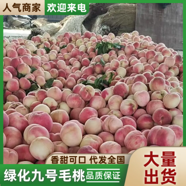 河北绿化九号毛桃果色靓丽熟度刚好硬度可以耐储存运输离核口感好
