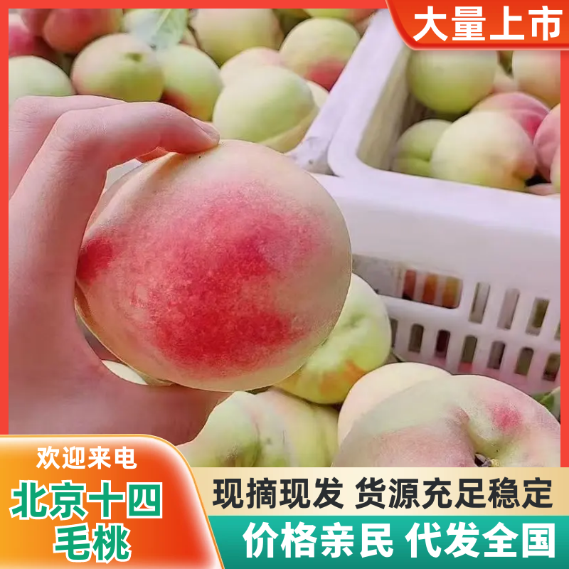 衡水北京十四毛桃离核可实地看货视频看货订货全程陪同满意为止