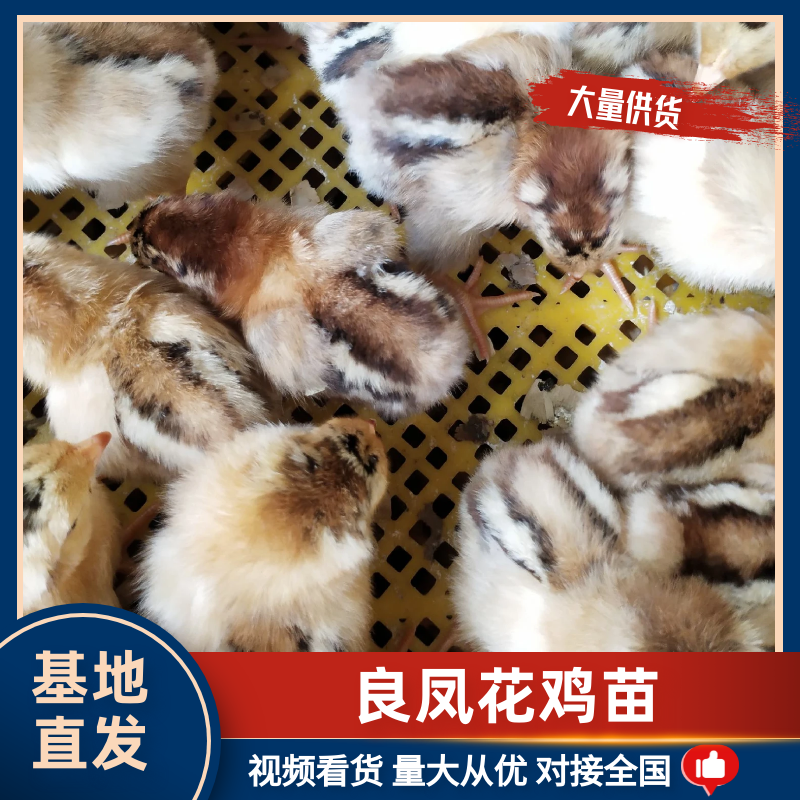 厂家直销快大型良凤花鸡苗包疫苗包成活