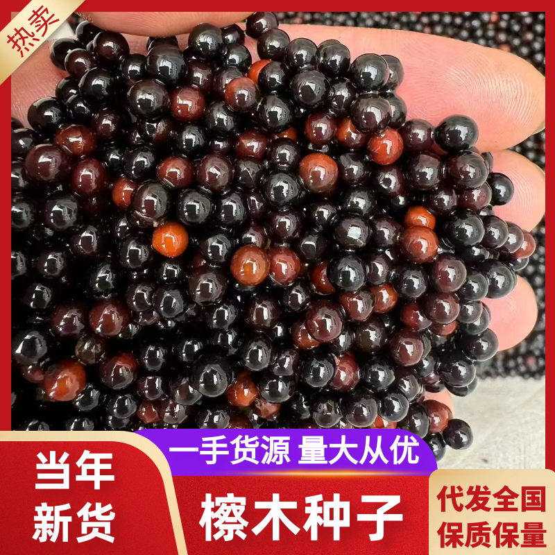 檫木种子基地直发提供技术保障品质放心购买