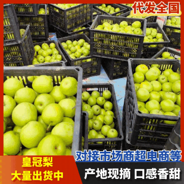 【精品】青白皇冠梨-货源充足、口感纯甜，支持电商市场等！
