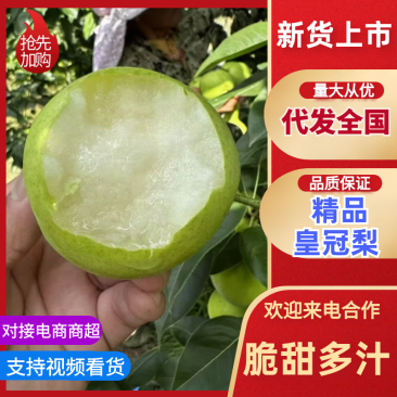 安徽精品皇冠梨砀山梨产地直发一手货源新玉翠玉梨品种齐全