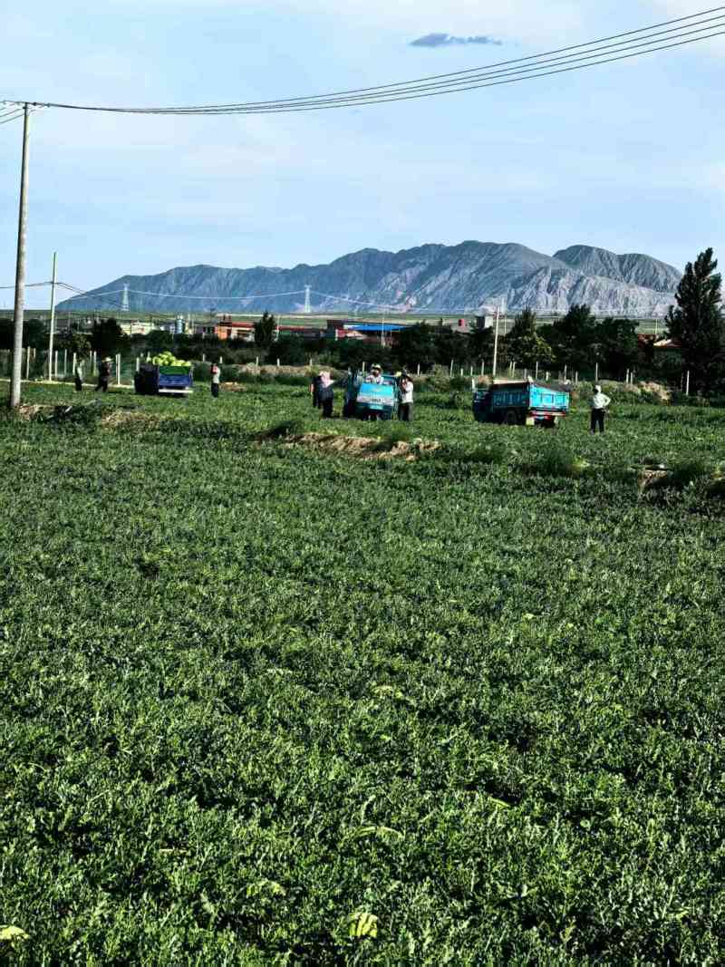 【实力供货】宁夏硒砂瓜清甜可口量大从优欢迎采购热卖中