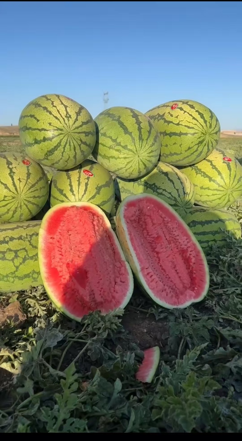 【实力供货】宁夏硒砂瓜清甜可口量大从优欢迎采购热卖中