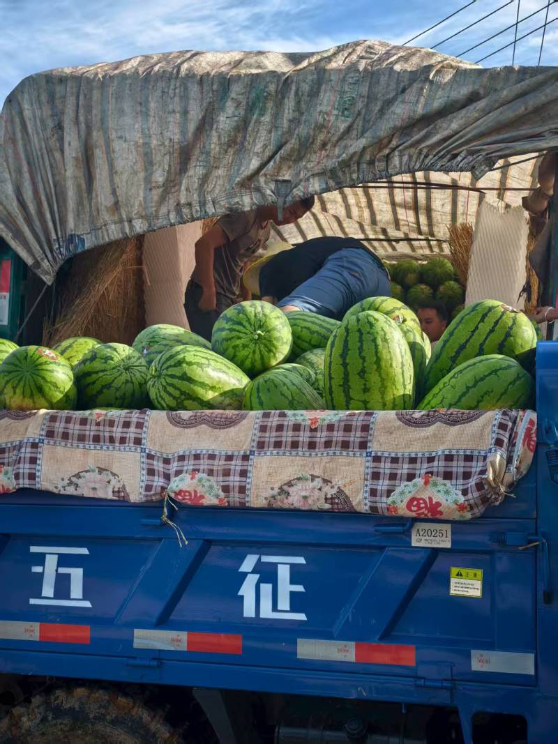 【正在热卖】宁夏硒砂瓜石头瓜一手货源清甜可口价格美丽热卖