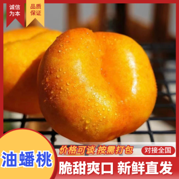 山东油蟠桃量大质优价格优惠支持视频看货欢迎老板采购