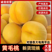 黄毛桃量大质优产地直销欢迎各大老板采购咨询价格优惠
