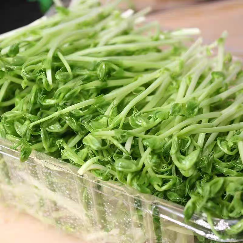 豌豆苗厂家直发品质保障对接全国市场等量大优惠
