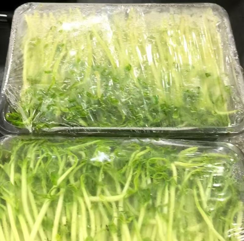 豌豆苗厂家直发品质保障对接全国市场等量大优惠