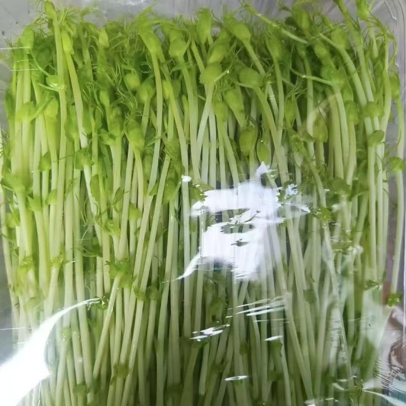 豌豆苗厂家直发品质保障对接全国市场等量大优惠