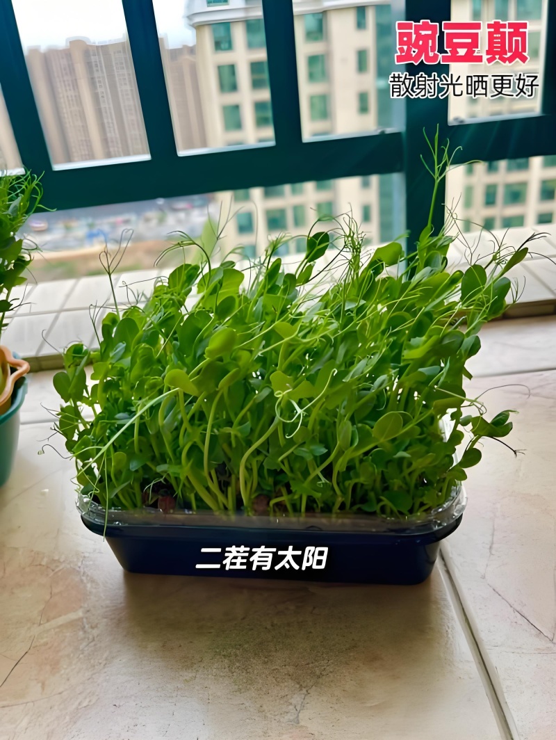 豌豆苗厂家直发品质保障对接全国市场等量大优惠