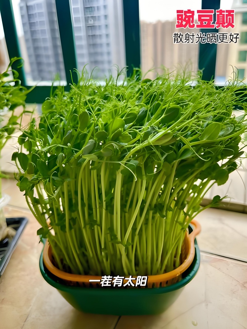 豌豆苗厂家直发品质保障对接全国市场等量大优惠