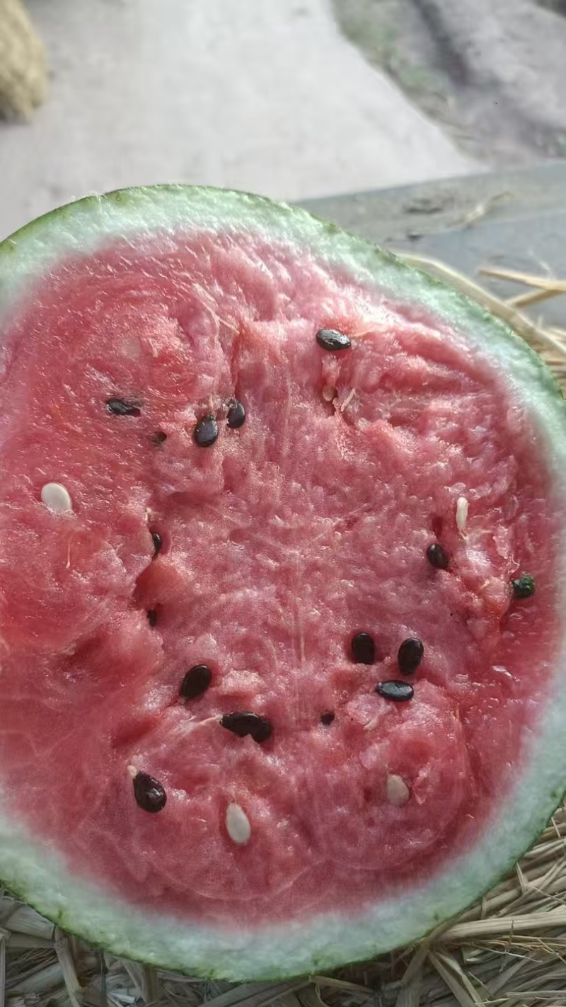 露天美都西瓜重庆西瓜现摘现发，规格齐全，可视频看货发全国