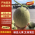 晓蜜25哈密瓜甘肃哈密瓜甜度高汁水多产地直发货源充足