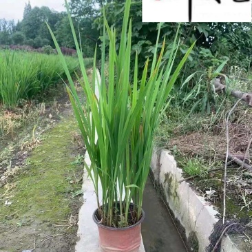 火星花盆栽批发花境庭院草花批发四川火星花基地量大价
