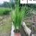 火星花盆栽批发花境庭院草花批发四川火星花基地量大价