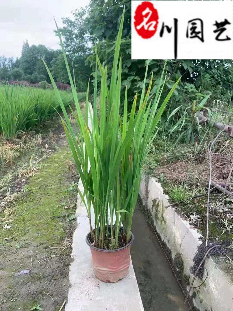 火星花盆栽批发花境庭院草花批发四川火星花基地量大价