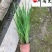 火星花盆栽批发花境庭院草花批发四川火星花基地量大价