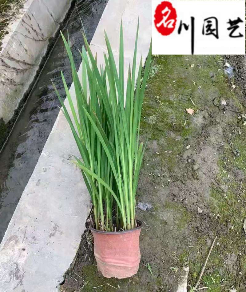 火星花盆栽批发花境庭院草花批发四川火星花基地量大价