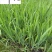火星花盆栽批发花境庭院草花批发四川火星花基地量大价