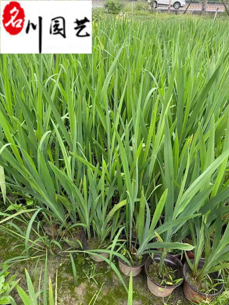 火星花盆栽批发花境庭院草花批发四川火星花基地量大价