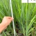 火星花盆栽批发花境庭院草花批发四川火星花基地量大价