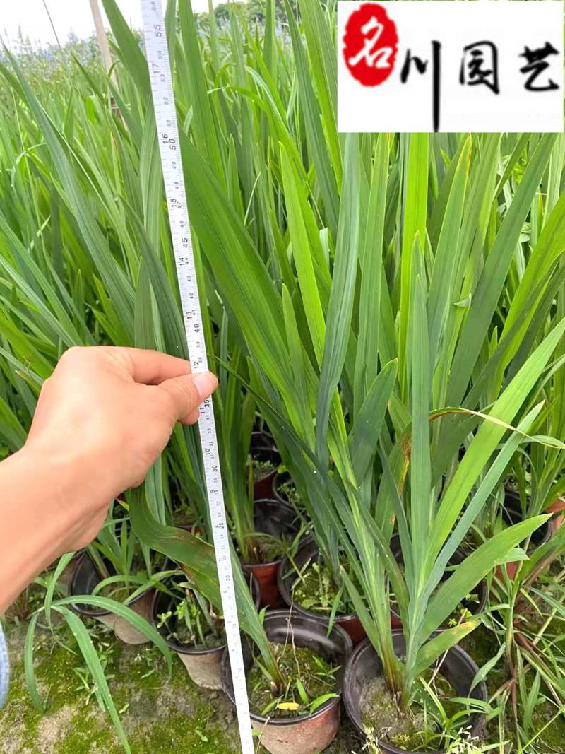 火星花盆栽批发花境庭院草花批发四川火星花基地量大价