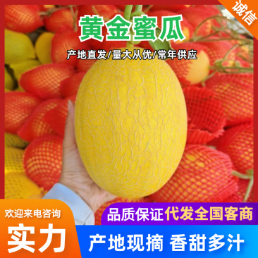 甘肃甜瓜黄金蜜哈密瓜万亩基地持续供货放心购买合作