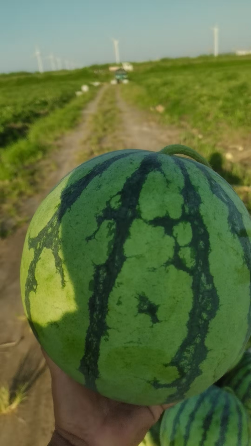 美都西瓜大量有货价格美丽一手货源可视频看货
