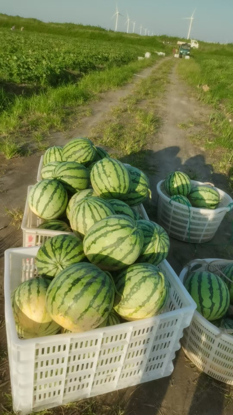 美都西瓜大量有货价格美丽一手货源可视频看货