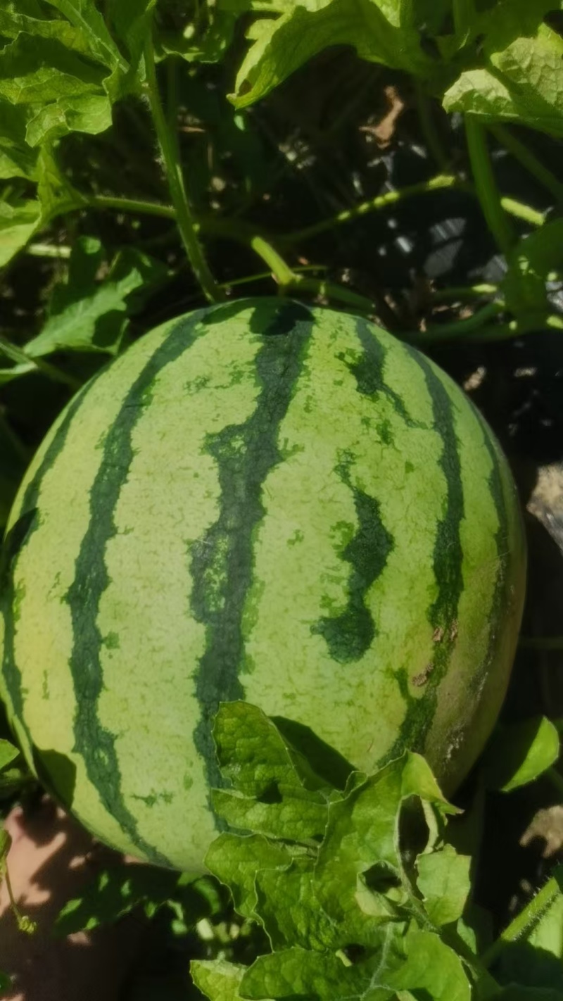 美都西瓜大量有货价格美丽一手货源可视频看货