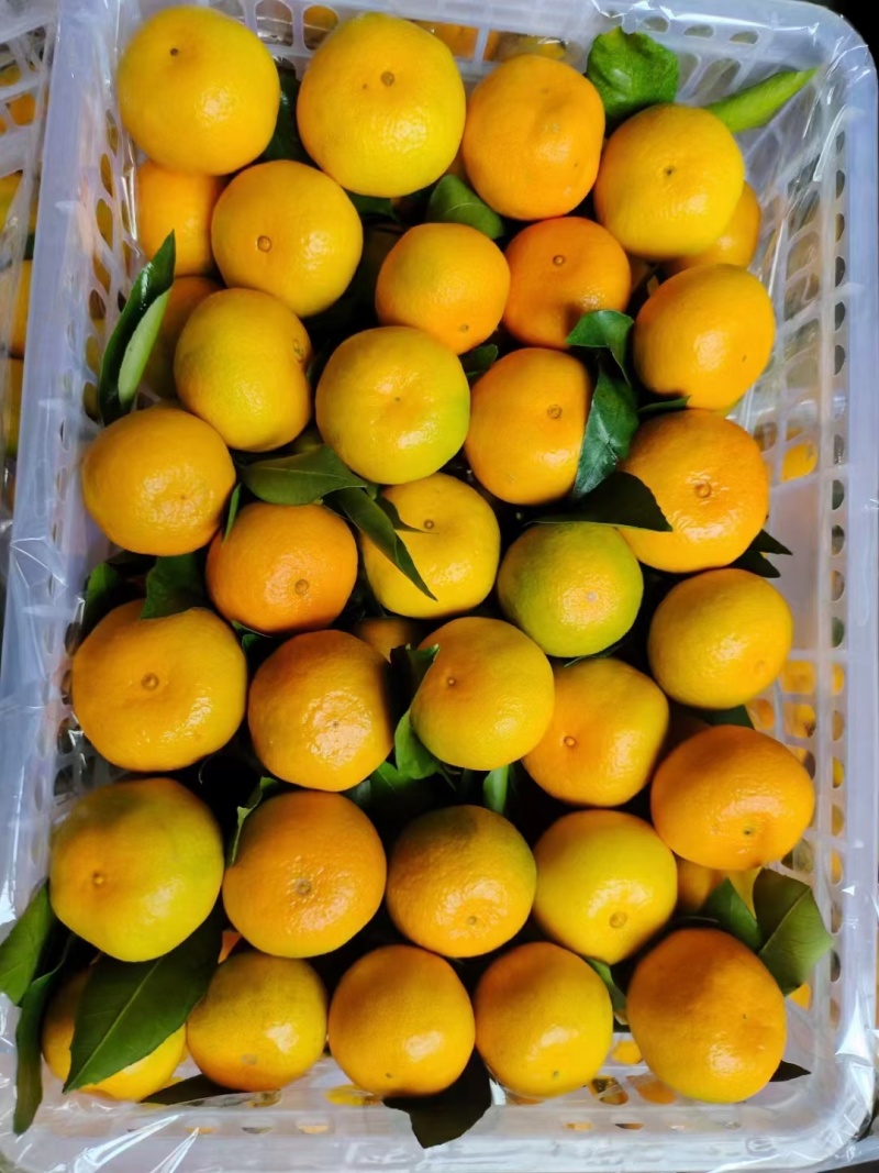 【实力供货】蜜橘湖北蜜橘一手货源坏果包赔量大优惠
