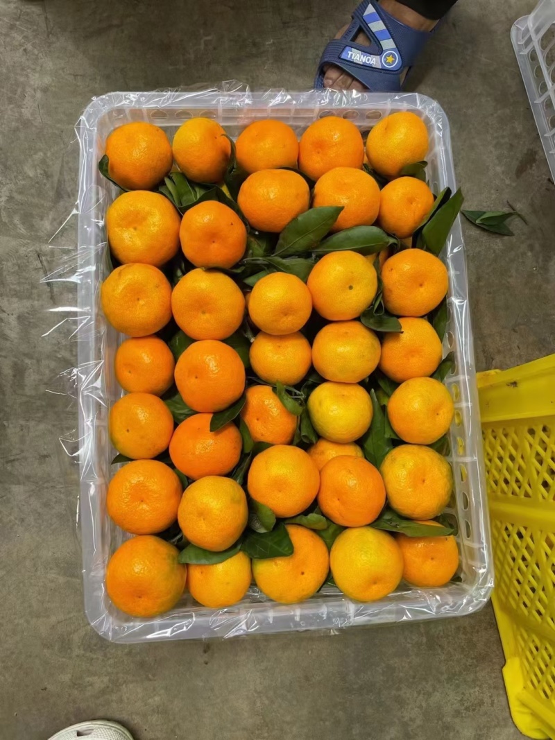 【实力供货】蜜橘湖北蜜橘一手货源坏果包赔量大优惠
