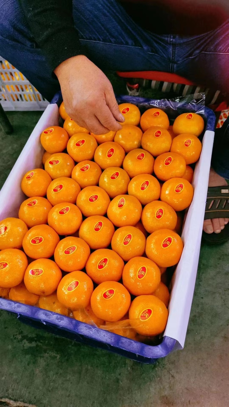 【实力供货】蜜橘湖北蜜橘一手货源坏果包赔量大优惠