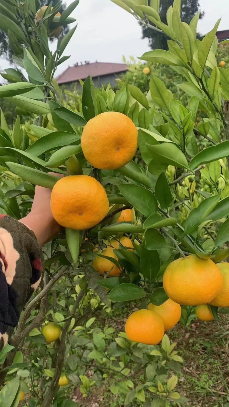 【实力供货】蜜橘湖北蜜橘一手货源坏果包赔量大优惠