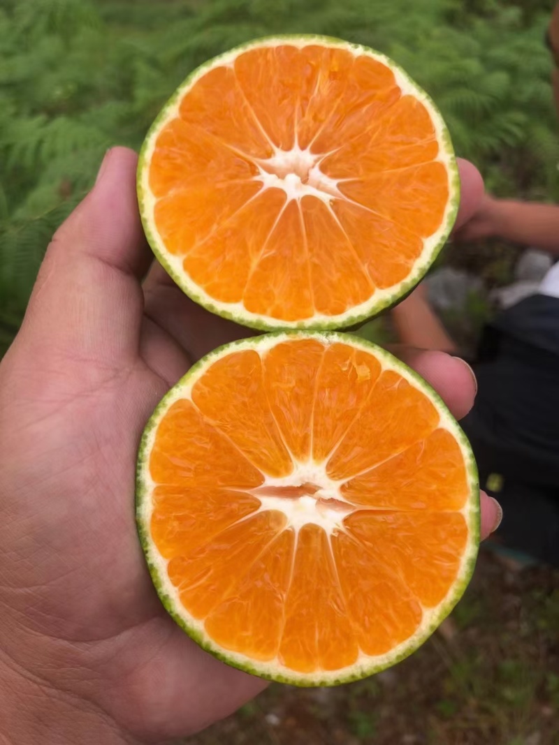 湖北蜜橘柑桔产地直发皮薄味甜对接全国市场社区等