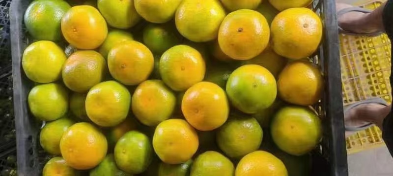 湖北蜜橘柑桔产地直发皮薄味甜对接全国市场社区等