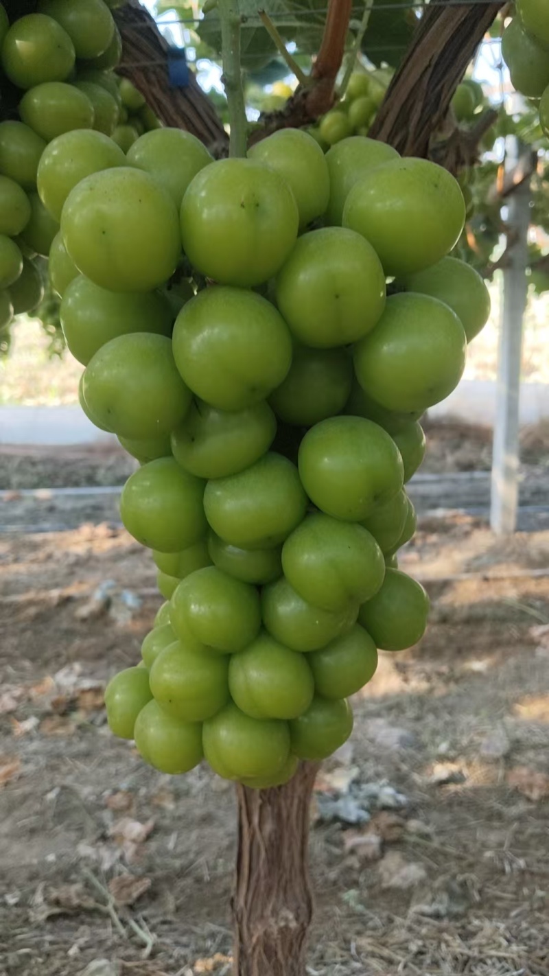 阳光玫瑰品质保证价格优惠实力商家产地直发品质优