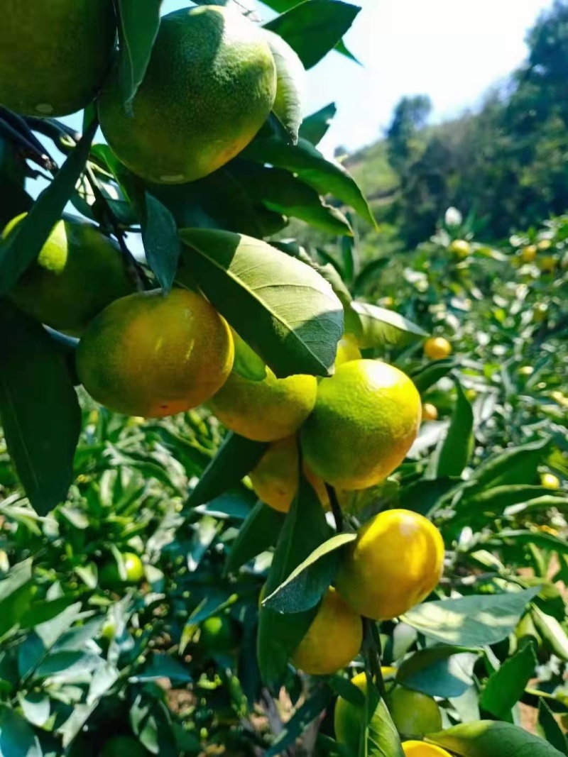 【实力】蜜橘湖北宜昌蜜橘产地直供现摘现发果面干净