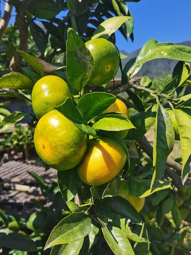 【实力】蜜橘湖北宜昌蜜橘产地直供现摘现发果面干净