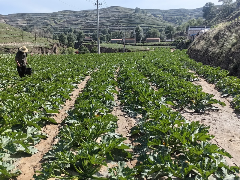 西葫芦大量有货一手货源对接各大商超价格可谈