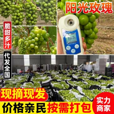 晋州阳光玫瑰大颗粒高糖度串行紧密头茬提供框子无纺布接电商直播