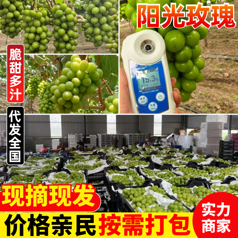 晋州阳光玫瑰大颗粒高糖度串行紧密头茬提供框子无纺布接电商直播
