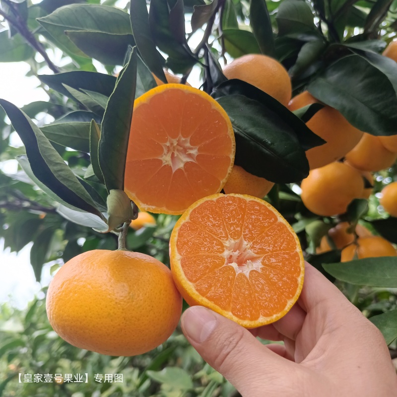 湖北蜜橘宜昌柑桔产地直发按需包装洗果打蜡一条龙服务