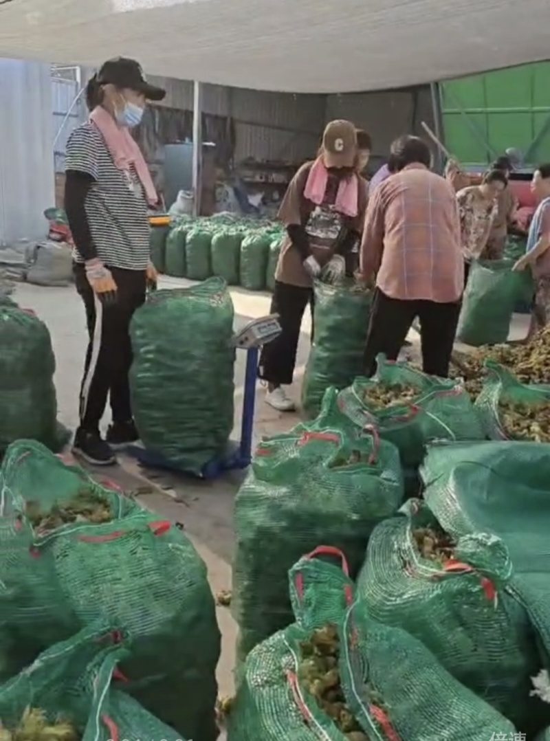 河北三河青皮榛子产地一手货源保质保量欢迎随时联系