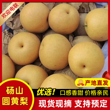 【专业供应】砀山圆黄梨脆甜多汁新鲜采摘可供商超/电商