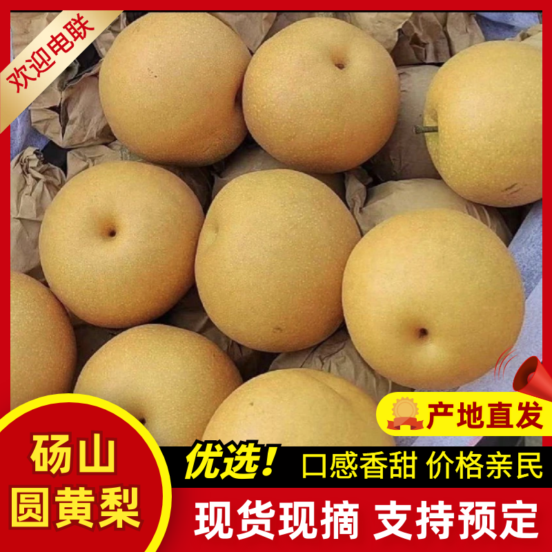 【专业供应】砀山圆黄梨脆甜多汁新鲜采摘可供商超/电商