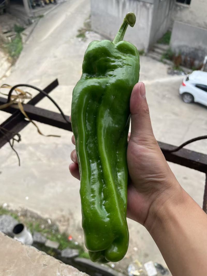 湖北芜湖椒产地一手货源量大价优欢迎随时联系