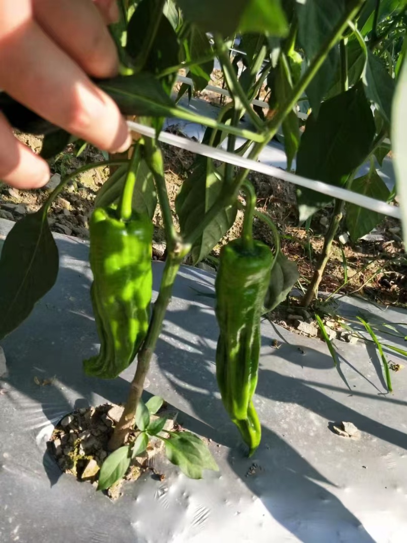 湖北芜湖椒产地一手货源量大价优欢迎随时联系